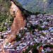 Brazil Land Slide