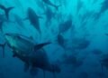 European fishing fleets accused of illegally netting tuna