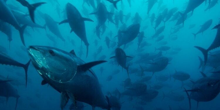 European fishing fleets accused of illegally netting tuna