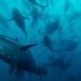 European fishing fleets accused of illegally netting tuna