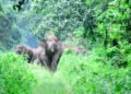 elephant-attack Coimbatore