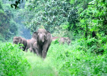 elephant-attack Coimbatore