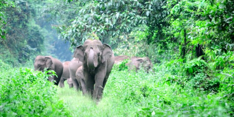 elephant-attack Coimbatore