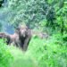 elephant-attack Coimbatore