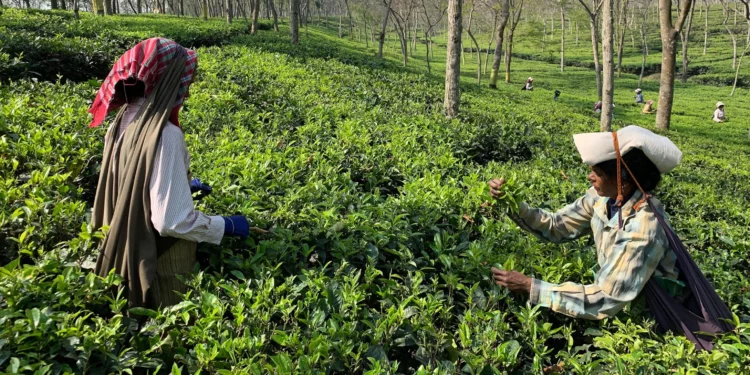ഫൈറ്റോസാനിറ്ററി ആശങ്കകൾ കാരണം ഇന്ത്യയിൽ നിന്നുള്ള തേയില ഇറക്കുമതി ഇറാനും തായ്വാനും നിരസിച്ചു.